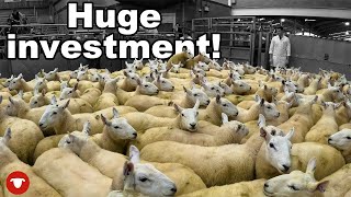 We spent a FORTUNE on SHEEP!!