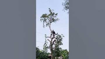 VUA KHỈ MIỀN TÂY dùng cưa greenworks 40V hạ nguyên cây xoài 10 năm tuổi trong 1 nốt nhạc #diy