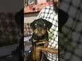 Rottweiler puppy #Most Expensive #shorts #dog lover #youtubeshorts #viral video