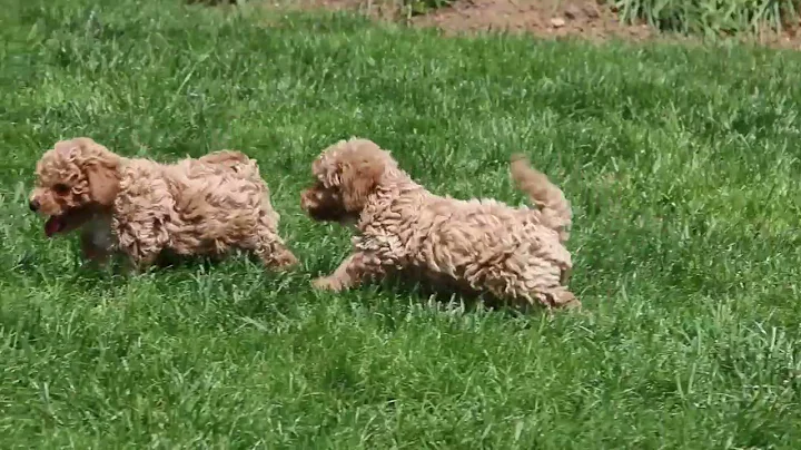 Bich Poo Puppies For Sale Ruth Glick Stoltzfus