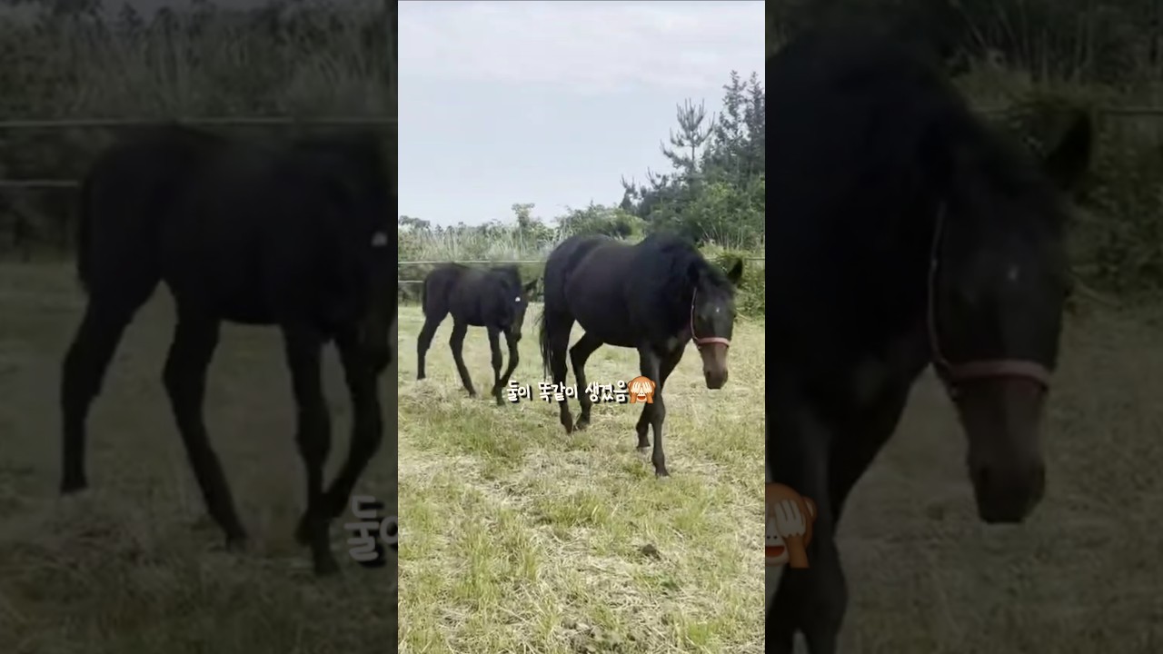 으앙 반가워라 보고픈 다프네 모자🐴🐴 #따끈따끈💜 #영상감사합니다🤗