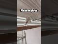 Restoring Damaged Cornice In Place 