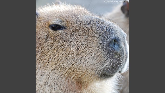 CAPIVARA DEU A LUZ A 16,379,887,348,865 DE CAPIVARAS - Capybara