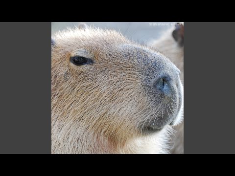 Video: Copepode: beskrywing, kenmerke, habitat, foto