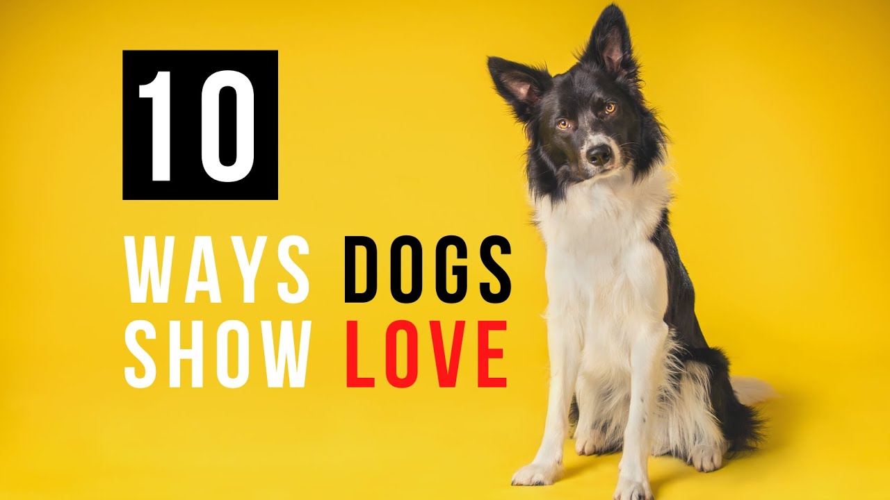 10 Things Dogs Do To Show They Love You YouTube