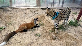 SERVAL MICKEY MADE FRIENDS WITH A FOX AND GOAT