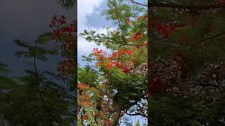 When Gulmohar Paints the Summer Red! 🌳❤️ | Nature's Beautiful Summer Bloom#Gulmohar Beauty 🌺🌳☀️