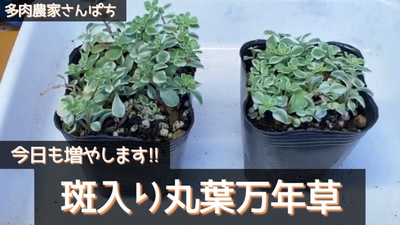 Succulents] Let's Propagate Variegated Sedum makinoi! - YouTube