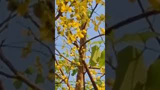 Buzzing on Gold:Amaltas VIP Guest Launge at school 🏫 on 25 April 2026