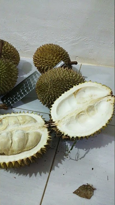 Durian Sibolga, penutup makan Malam😃😋