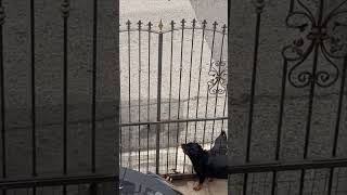 Two Canine Capers Caught in Action