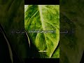الأية 42 من سورة الزمر بصوت الشيخ ياسر الدوسري 