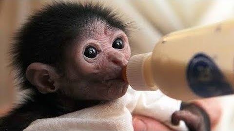 siamang gibbons baby in the world | howling and performance gibbons female| Episode 3