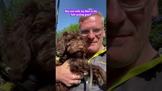Cockapoo puppy likes a walk, but Dad, really? #puppy #cockapoo #dogs #puppylove #cutepuppy #puppies