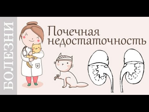 Почечная недостаточность. Советы ветеринара.