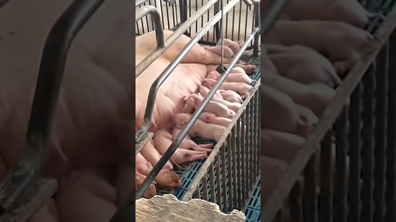 Utensílio de fazer o soro  para leitões!