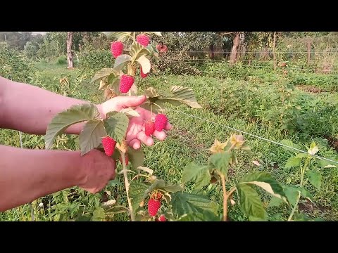 3 сорта малины.