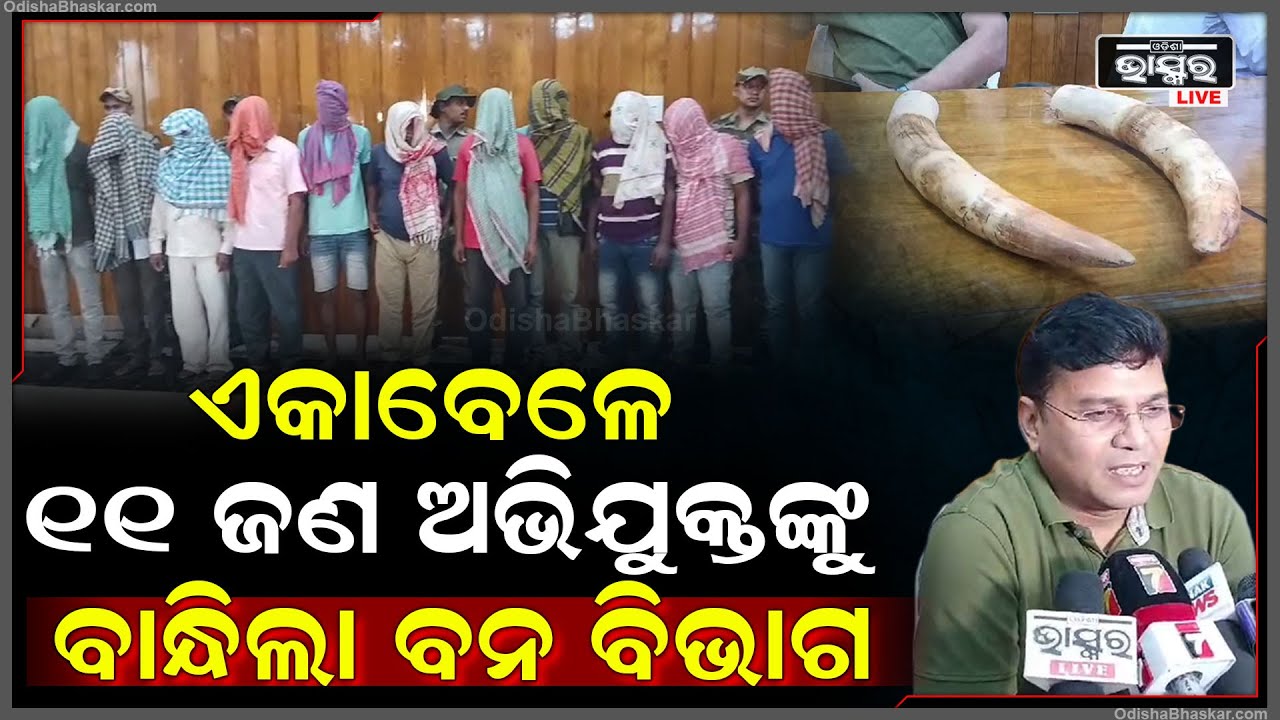 ୧୧ ଜଣ ଅଭିଯୁକ୍ତଙ୍କୁ ବାନ୍ଧିଲା ବନ ବିଭାଗ | ଅଭିଯୁକ୍ତ ନିକଟରୁ ୨ଟି ହାତୀ ଦାନ୍ତ ମିଳିଛି |