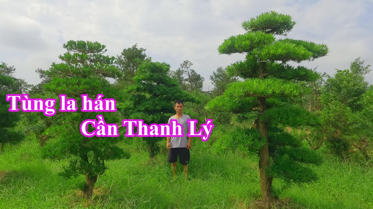 Tùng la hán dáng trực | Cần thanh lý 8 cây giá 150... - youtube