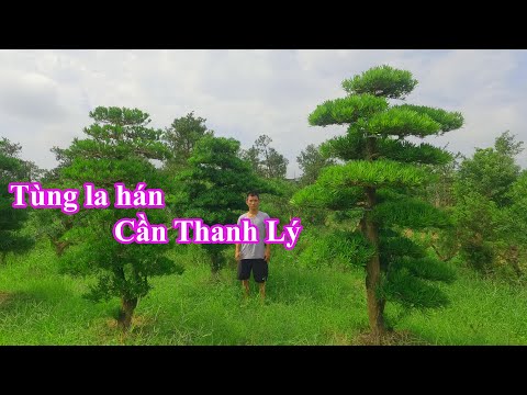 Video Tùng la hán dáng trực | Cần thanh lý 8 cây giá 150... - youtube