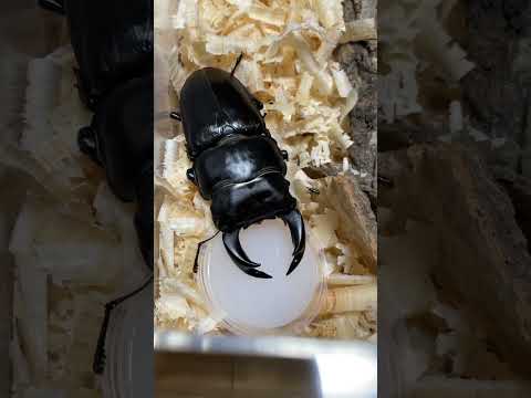 オオクワガタ #すごい #かっこいい #甲虫 #昆虫