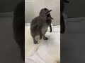 6月に誕生したフェアリーペンギン赤ちゃんすくすく成長中！