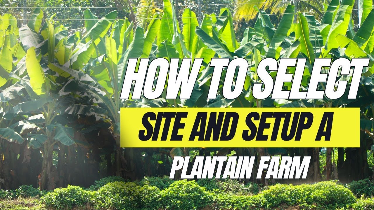 How to select site and setup a plantain farm II