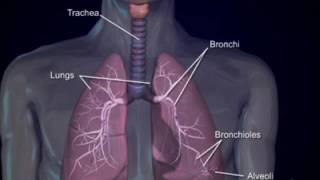 Respiratory system-4  bronchi and bronchioles