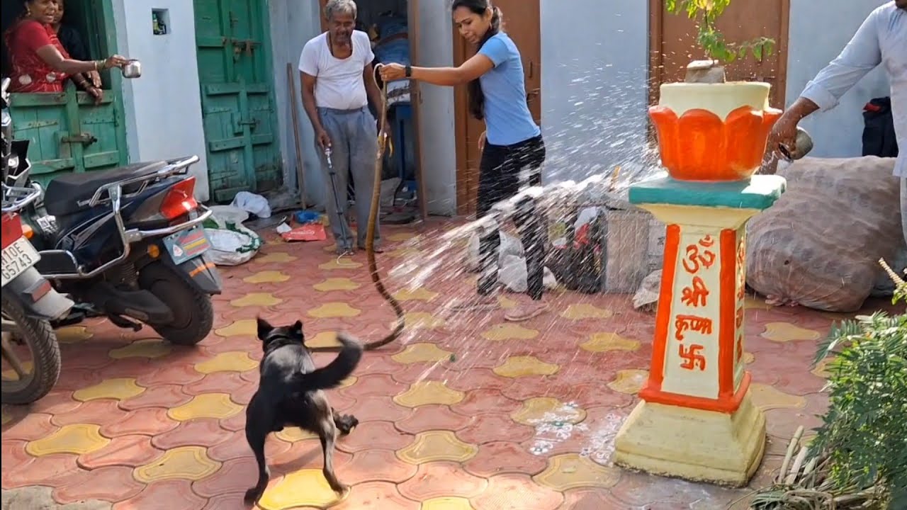 महाराष्ट्रातील विचित्र गैरसमजुती सापांचे जीवन धोक्यात! सर्प मित्राचे जरुरत! खतरनाक कुत्रा!