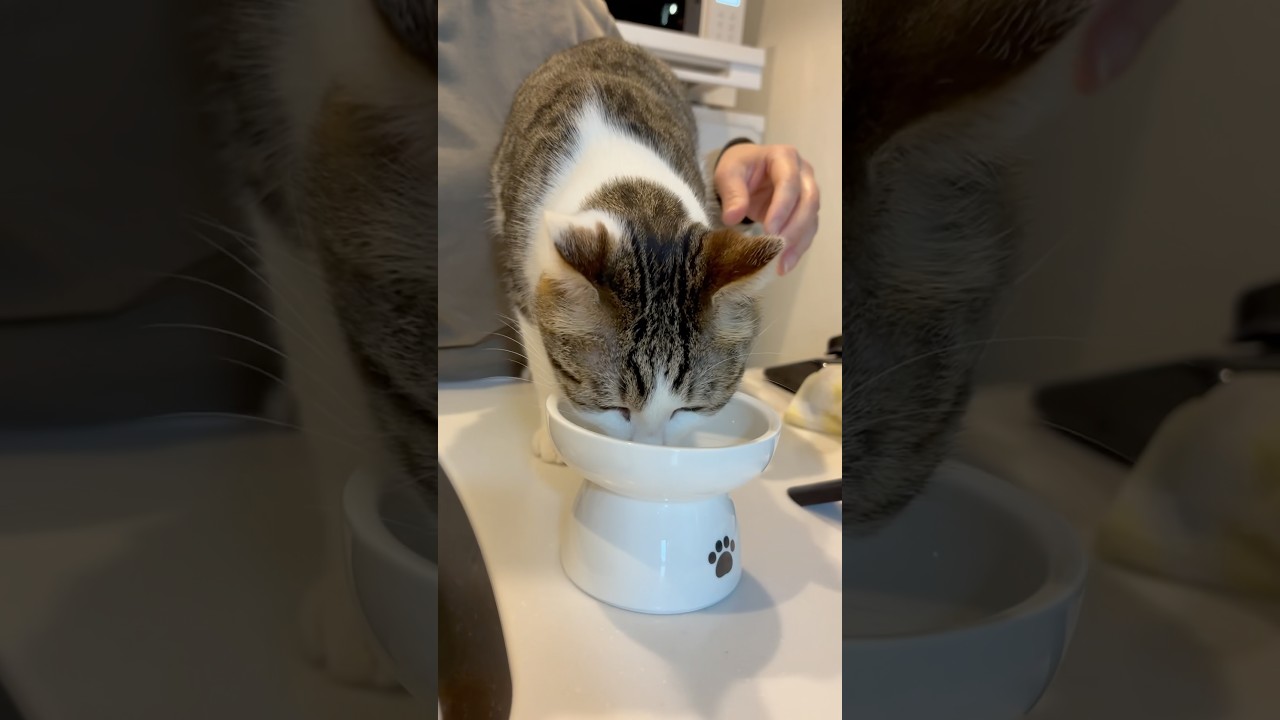 ミルク飲み終えた後の一連の流れ #野良猫から家猫へ #子猫の成長記録 #子猫