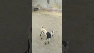 Top class barbari goat Rahim yar khan