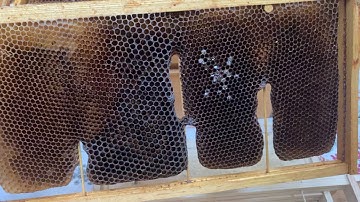 🍯Advantages of foundationless frames🐝🧇#beekeeping #beekeeper #beekeeperslife #honeybee #beehive#bee
