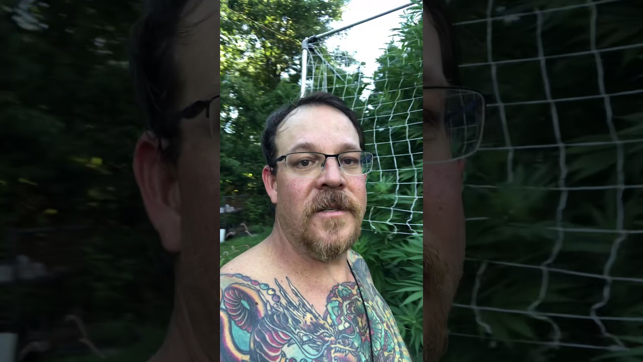 Growing cannabis in New England