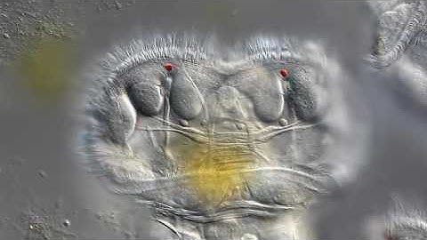 Time-Lapse: Colonial Rotifers by Mr. Ralph Grimm