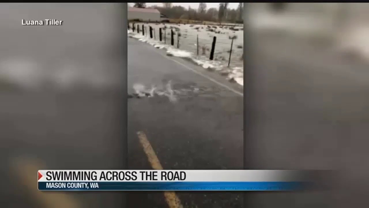 Video of fish crossing the road is a pretty amazing sight YouTube