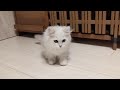 ふわふわかわいいペルシャの子猫がやってきた！！！！