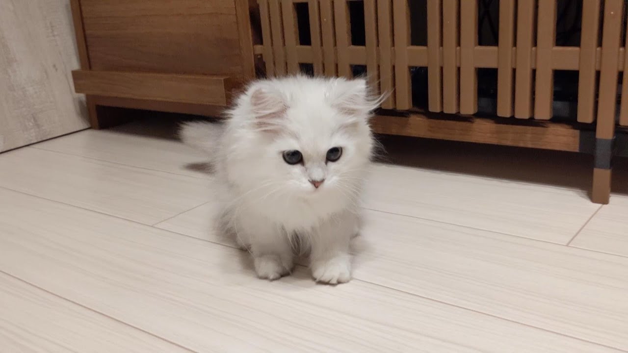 ふわふわかわいいペルシャの子猫がやってきた Youtube