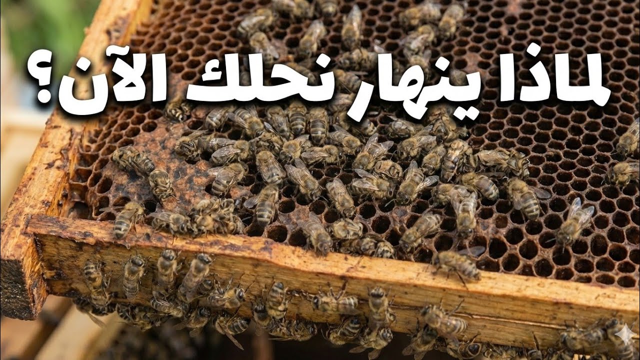 موت النحل في الربيع.. الأسباب العلمية الصادمة وحلول الإنقاذ العاجلة‏@اسرار_الطبيعة_والنحل