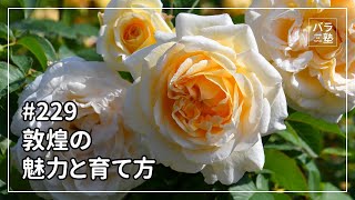 朝比野文雄　10号薔薇 バラ苗 大苗 18cmポット パブ ロック : Apple Roses - 通販