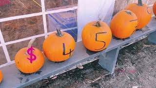 Laity Pumpkin Patch - South
