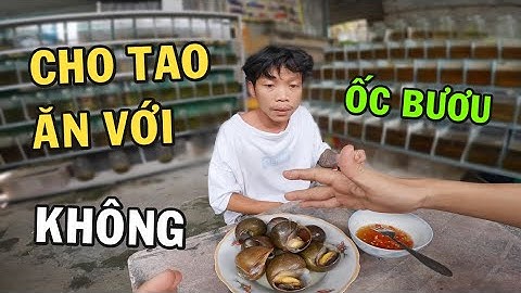 Đĩa ỐC BƯƠU Thơm Ngon và Phản Ứng Của Ông Chủ Trại Cá Betta