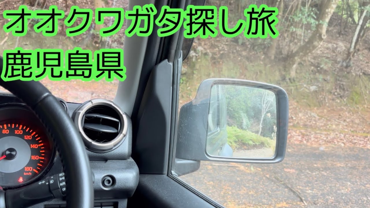 九州オオクワガタ探し旅6日目【鹿児島】常緑樹と植林地獄でほぼドライヴ