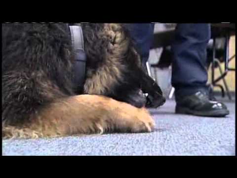 'Michael Jordan Of Police Dogs' Sniffs Out Drugs I...