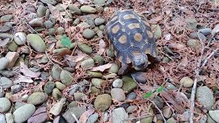 play time w Sandy the hindgeback Tortoise spring 2024