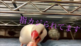 【シルバー文鳥】ずぶ濡れ柚月とカジカジ紫苑　wet Yuzuki &chew Shion