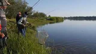 Baraboi Crazy Pike - Hot Pike Attack Ever Caught On Film Summer Pike Attack