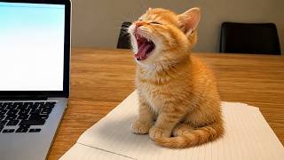Kittens Can't Stop Being OVERDRAMATIC! 🤣Try Not To Laugh 🤣