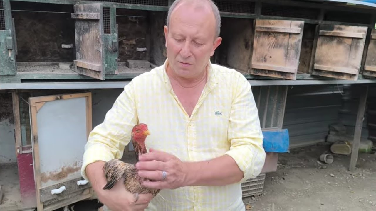 Türkiye'de Horozculuk Tüm Sorunlara Rağmen İyi Durumda.