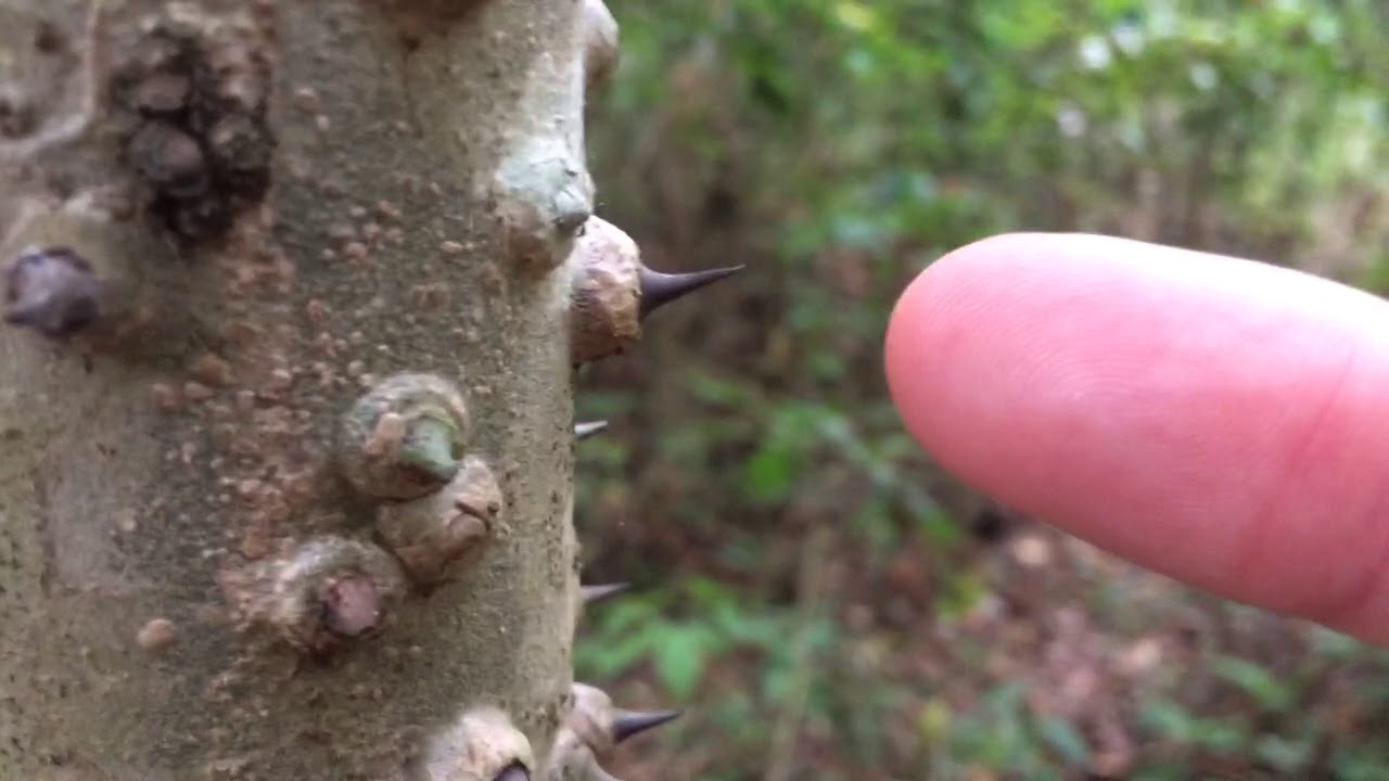 Monkey No Climb Tree With Thorns Spikes On Trunk Kapok Tree Silk Cotton Tree Ceiba Pentandra Youtube Monkey No Climb Tree With Thorns Spikes On Trunk Kapok Tree Silk Cotton Tree Ceiba Pentandra Youtube