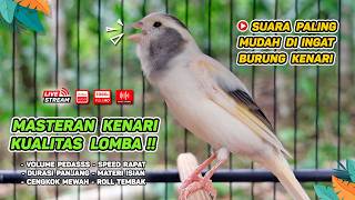 Kenari GACOR NGEREK‼️ Masteran Kenari PAUD dan Pancingan Kenari MACET BUNYI dan Betina NGIWIR - 314